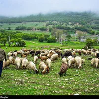 گوسفند شش ماه عقیقه قربانی عروسی خون کردن|حیوانات مزرعه|مشهد, نوید|دیوار