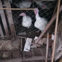 فروش بوقلمون بیوتی و برنز و مرغ