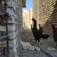 خروس لاری جوان اصل|حیوانات مزرعه|سراوان, |دیوار