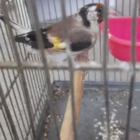 سهره ماده|پرنده|محلات, |دیوار