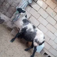 میش گلدم آبستن