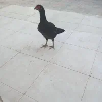 مرغ لاری تخم گذار  جوان