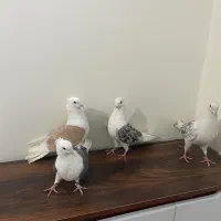 دوکت هفترنگ