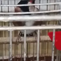 جوجه سهره رام جوجه قفس امسال رسمی|پرنده|ری, سیزده آبان|دیوار