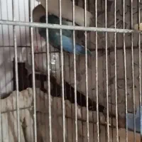 کوتوله مولد|پرنده|قم, کلهری|دیوار