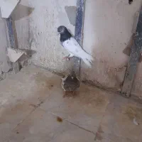 ۲ جفت کله ۳۸۰۰|پرنده|شیروان (خراسان), |دیوار