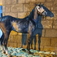 فروش ۱۲ راءس نریان و مادیان و کره