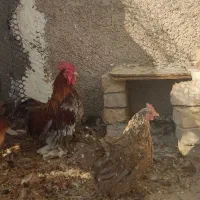 مرغ و خروس پاکوتاه نژاد کوشین