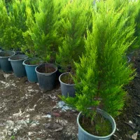 فروش انواع گل و گیاه|گل و گیاه طبیعی|رامسر, |دیوار