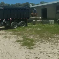 کود مرغی|خدمات باغبانی و درختکاری|سرپل ذهاب, |دیوار