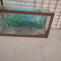 آکواریوم با سنگ  زینتی فقط۱/۳۰۰