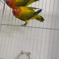 کوتوله و عروس نژاد خوب
