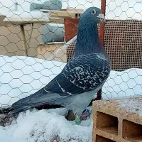 نر پلاکی|پرنده|اصفهان, دستگرده|دیوار