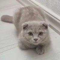 گربه اسکاتیش فولد قیمت 56 میلیون