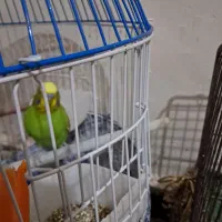 یک عدد مرغ عشق نر سبز  بالغ بدون قفس بفروش میرسد|پرنده|دزفول, |دیوار