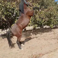 اسب کرد مخصوص سواری|اسب و تجهیزات اسبسواری|همدان, |دیوار