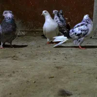 کبوتر پرشی|پرنده|رشت, توشیبا|دیوار