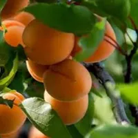 دیر بیای برات نموده نگی نگفتی