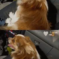 سگ فروشی|سگ|اسلامشهر, شهرک مهدیه|دیوار