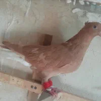 کبوتر زرددمسفید|پرنده|مشهد, هنرور|دیوار