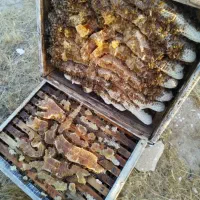 عسل کنار تازه رسید