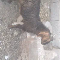 فروش دو راس کهره نر دورگ