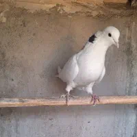 کبوتر|پرنده|تهران, کرمان|دیوار