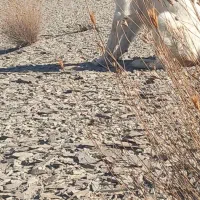 سگ گله ای|سگ|بجنورد, |دیوار