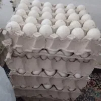 تخم اردک پکنی ومحلی