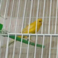 کاسکو مینا عروس هلندی کوتوله قناری مرغ عشق سهره|پرنده|اصفهان, کوجان|دیوار