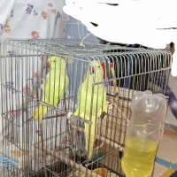 یک جفت طوطی ملنگو جوان