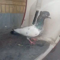 سینه سبز دو کت سفید قیمت مفت