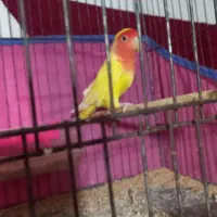 برزیلی جفت|پرنده|رشت, پاره بیجار|دیوار