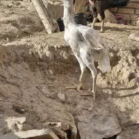 لاری افغان و میکس اوشامو و افغان
