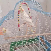 عروس هلندی لوتینو|پرنده|زیباشهر, |دیوار