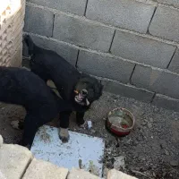 توله سگ قهدریجون