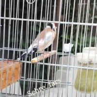 سهرهنرسرسیاه|پرنده|شیراز, لاله|دیوار