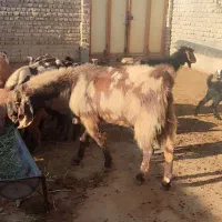 نر بز ارتشی