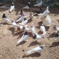 25تا طوقی هوایی|پرنده|کاشمر, |دیوار