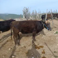 گاو وگوساله