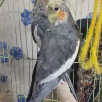 عروس هلندی سینامون