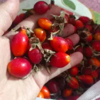 نسترن کوهی ایت بورنی