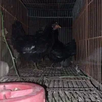 سه عدد جوجه مینیاتوری|حیوانات مزرعه|پارسآباد, |دیوار