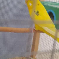 مرغ عشق|پرنده|ایلام, |دیوار