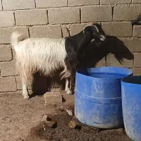 بز ابستن|حیوانات مزرعه|امیدیه, |دیوار