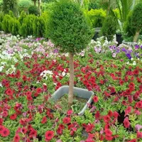 خدمات حرفهای باغبانی و فضای سبز در محیط شما|خدمات باغبانی و درختکاری|تهران, قلهک|دیوار