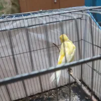 مکانیکی سیار