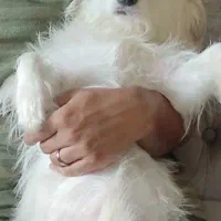 واگذاری سگ  پامر تریر|سگ|رشت, جانبازان|دیوار