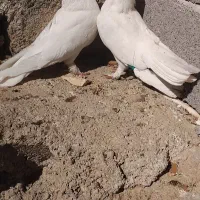 سفید پر روزگاریی|پرنده|فارسان, |دیوار