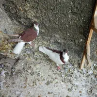 نرماده